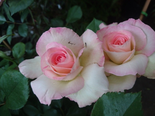 Rosa, Rosales, Regalo San Valentin, Dia De Los Enamorados