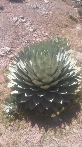 Semillas De Agave 100g= 9300 Semillas 