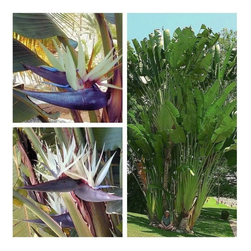 Strelitzia Nicolai (ave Del Paraíso Gigante) 7lts