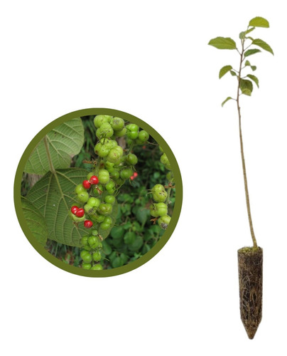 2 Mudas De Tapiá-guaçu - Alchornea Sidifolia