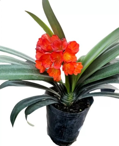 Clivia 3lts