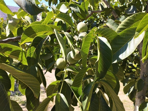 Imagen 13 de 21 de Agrícola En Venta En Curacaví Con Producción De 73 Nogales