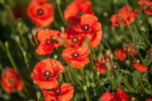Semillas Orgánicas Flor, Semillas De Amapola Roja