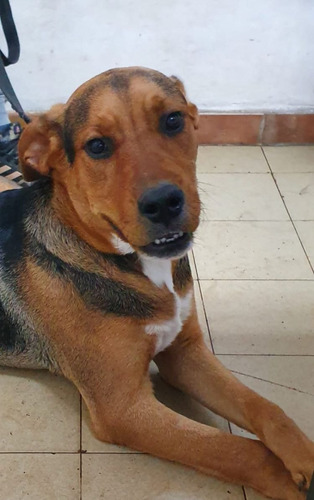 Cachorrona Sacha, 1 Añito, Preciosura 100%, Leer Y Responder