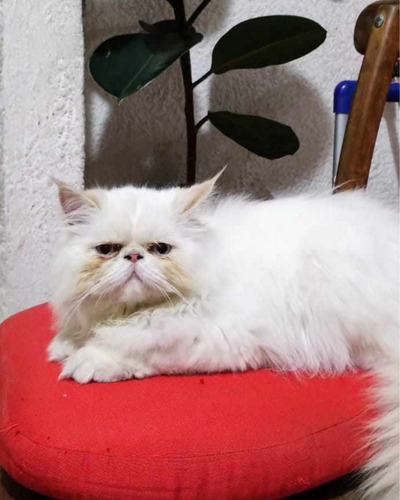 Gatitos Persa Juguetones