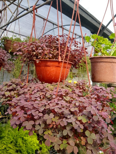 Promo 5 Oxalis Vulcanicola - Trebol Morado O Amarillo - M 12