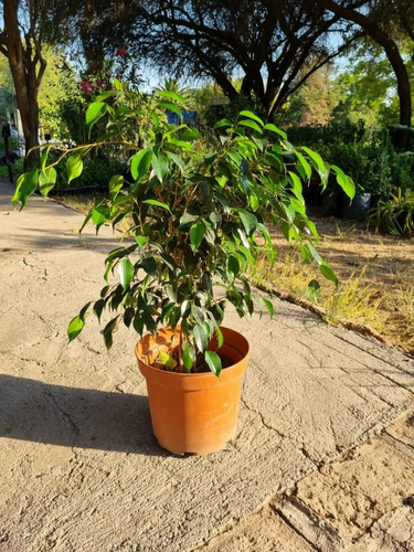 Ficus Benjamina Planta De Interior