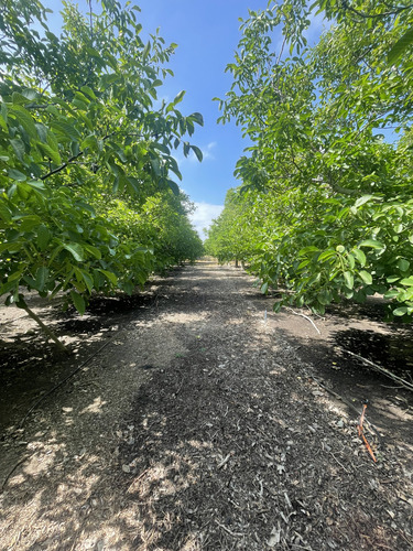 Se Vendevendo Parcela En El Melón, Con Plantación De Nogal