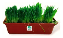 Comprar Pastito Para Gato Hierba Gatera Gatuna Maceta 40 Cm Isiflor