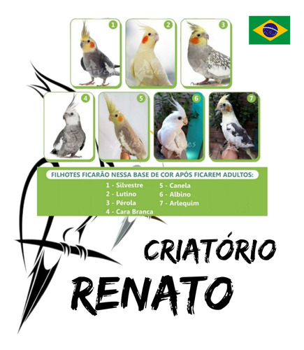 Calopsitas Mansas ( Pérola Cinza )