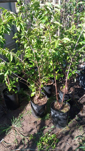 Imagen 2 de 10 de Cerezo Sakura Japonés - Para Maceta Balcón - E/gratis Caba