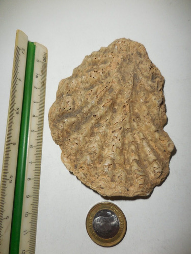 Antigua Roca Ostra Fósil Del Mioceno. Preguntar
