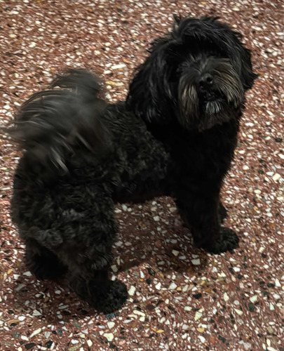 Guarderia Y Pensionado Canino (zona Norte) Espacio Verde
