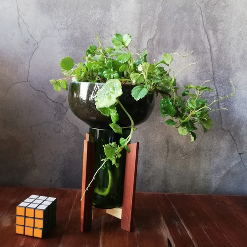 Imagen 5 de 7 de Dolar Little Plant 32 Con Soporte, Maceta Autorregante