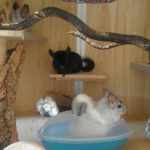 Imagen 5 de 8 de Arena Chinchilla Baño Roedores Jerbos Hamsters Sustrato X1