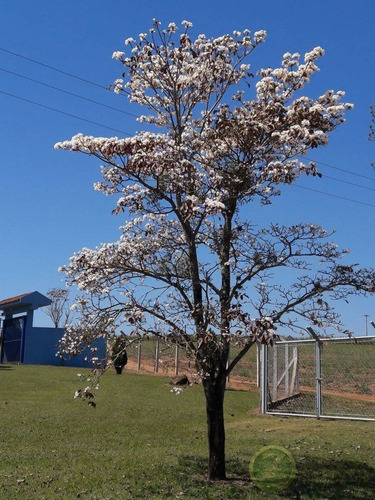 Imagem 8 de 30 de Venda: Ótima Propriedade Rural Entre Agudos-bauru - Si00006