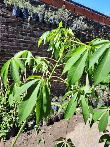 Arbol De Palo Borracho En Maceta De 3 Litros