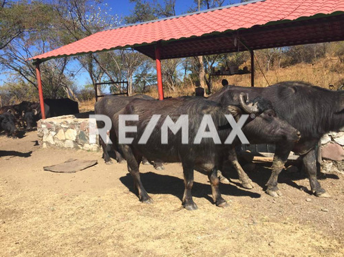 Rancho En Chiautla De Tapia, Puebla En Venta (a $3 X M2)