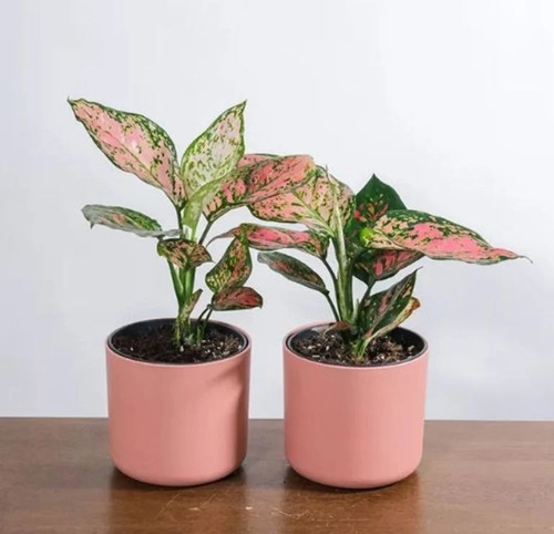 500 Semillas De Alocasia Colores Variados + Abono De Regalo