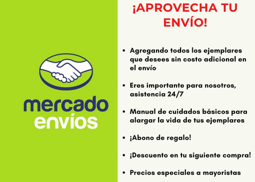 Imagen 3 de 3 de Cactus Suculenta Euphoria Anoplia Raro Exótico Coleccionable