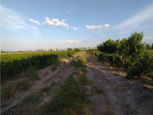 Vendo Finca Viñedos San Rafael Las Paredes