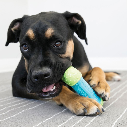 Kong Corestrengt Bone Para Perros Talla M/l Color Azul/verde