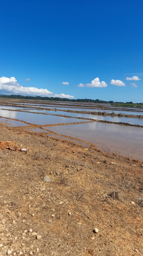 Te Vendo Excelente Finca Sembrada De Arroz/nagua.