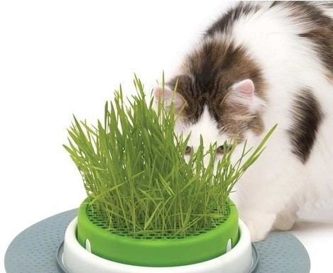 Greenland Hierba Para Gatos Y Perros X 100g Combo X 2