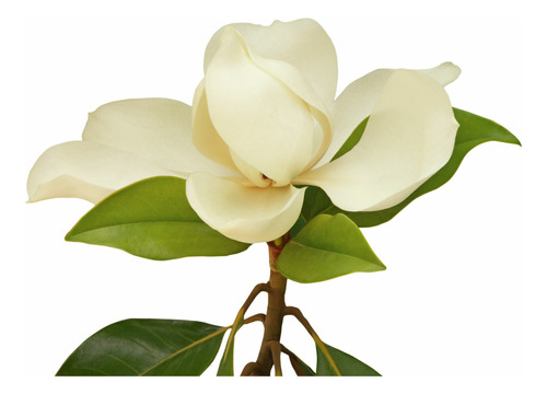 Magnolios Grandiflora Blancos En Paine