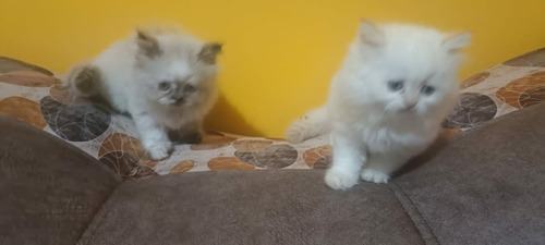 Imagen 5 de 10 de Hermosos Gatitos Persa