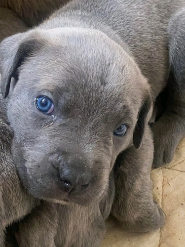 Hermosos Cachorros