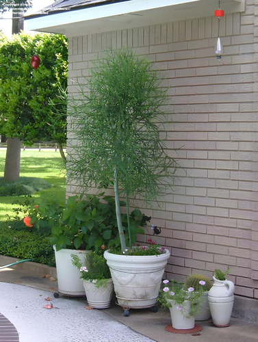 Euphorbia Tirucalli Arbol Sin Hojas. Enorme! Casi Dos Metros