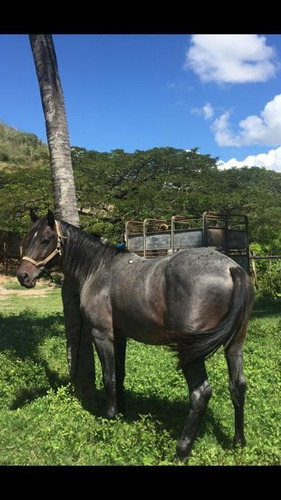 Caballo De Coleo