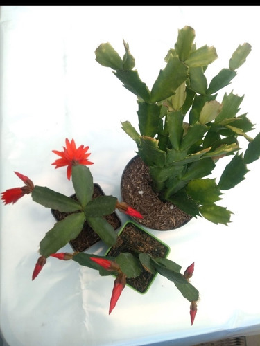 Suculenta Cactus Navidad