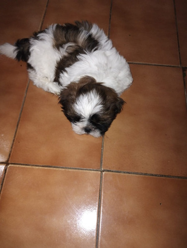 Vendo Cachorto Shiz Tzu Macho Com 40 Dias Ainda Nso Tomou A