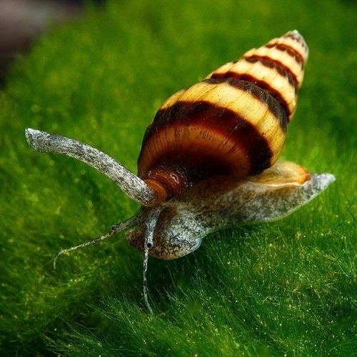 Caracol Helena Para Acuario O Pecera Pez