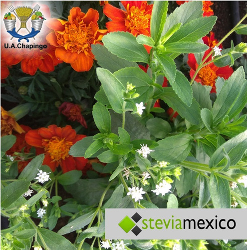 Imagen 4 de 10 de Stevia Orgánica Pulverizada En Bolsa Con 40g -- Envio Full--