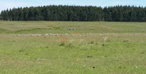 Campo Agricola-ganadero Paysandú De Casi 300 Has, Bien Ubicado Y Sobre Asfalto