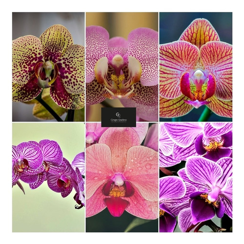 Orquidea Phalaenopsis Lindas Varias Cores Promocao | MercadoLivre