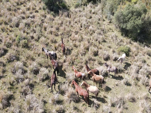 Campo En Rocha De 137ha (ref: Atm-6803)