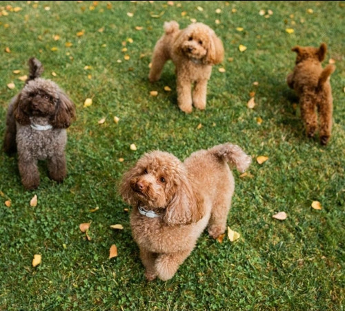 Imagen 5 de 5 de Guarderia Canina Y Pensionado Pupycand Cachorros