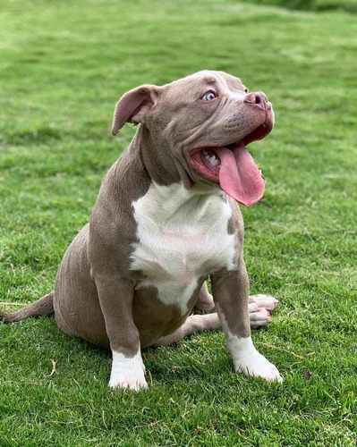 Cachorro American Bully. Todas Las Razas De Perros