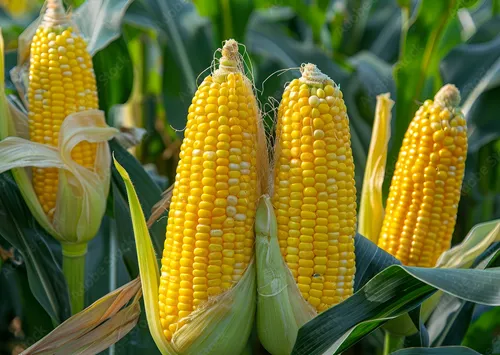 comprar Semillas Para Siembra Maiz Amarillo Elote Extra Dulce 100pzs