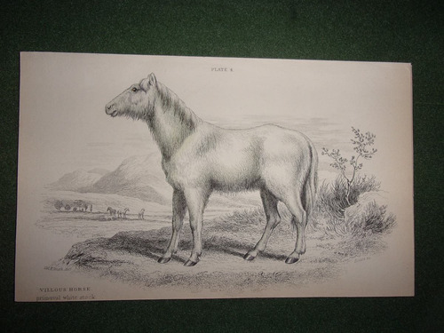 Caballo Villous Horse Grabado De 1833