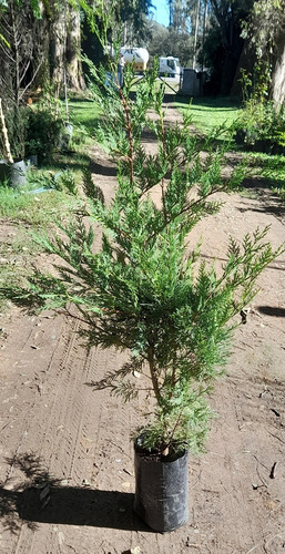 Cipres Leylandii, Ideal Cerco Vivo - Cañuelas