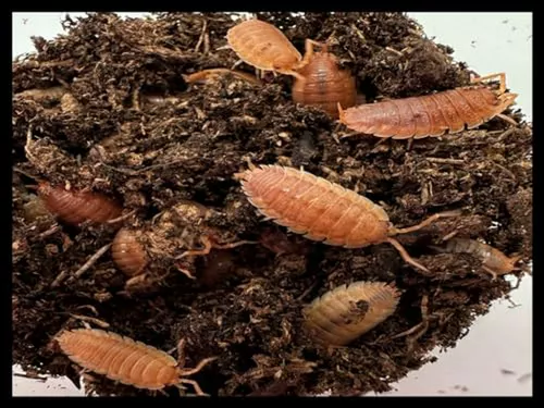Isópodos Naranja Para Biohábitats De Anfibios-reptiles-inver