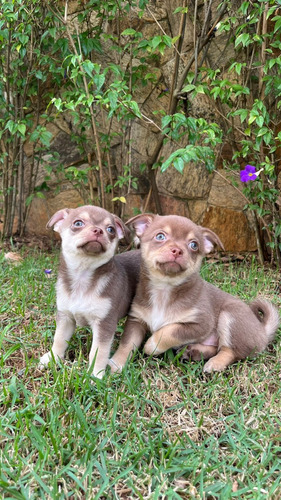 Venda De Chihuahua Macho Pelo Médio