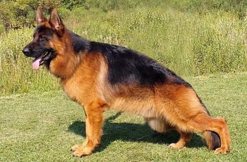Ovej. Aleman Cachorros Con Pedigree Poa