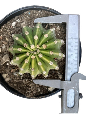 Cactus Echinopsis Oxygona