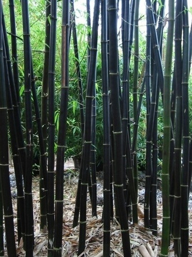 Rizoma De Bambú Timor Black